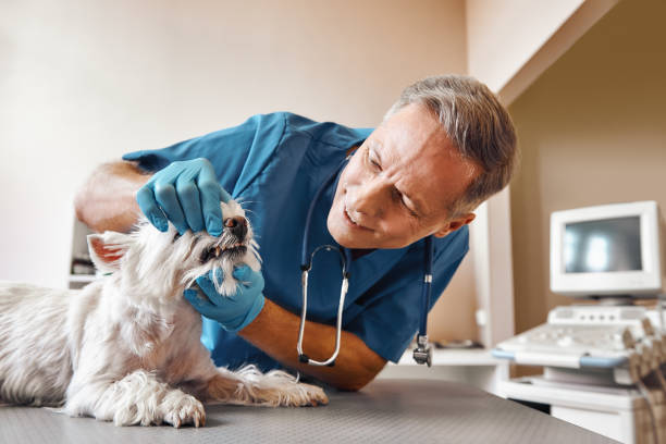 Best Emergency Dentist for Knocked-Out Tooth in Vinton, IA